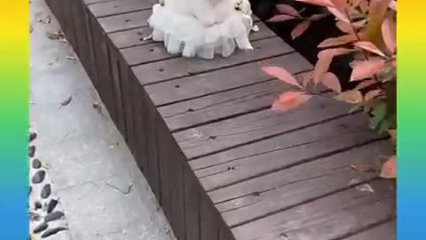 49_ Cute and Funny Dog Videos Compilation _#