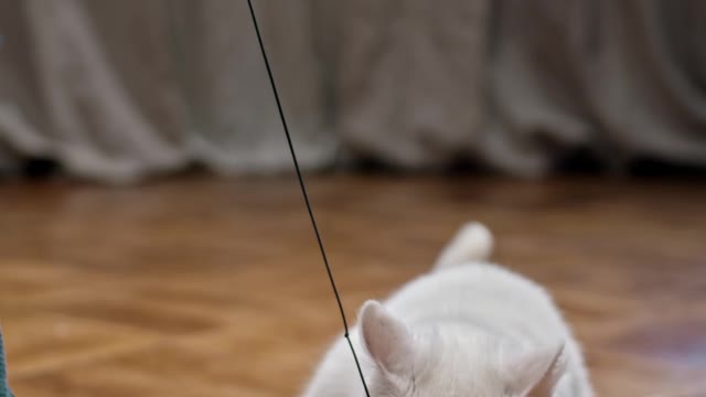 Playing Bait With A Cat