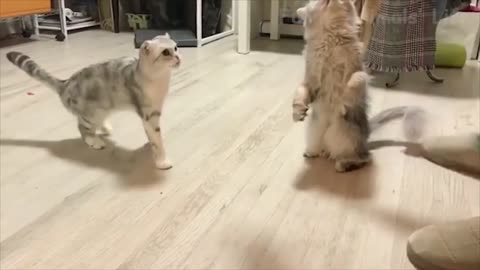137 Funniest 🐶 Dogs and 😻 Cats Try Not To Laugh 🤣 Funny Pet Animals' Life