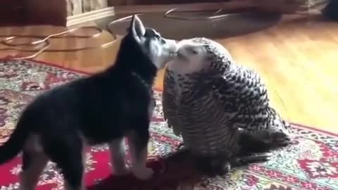 Dog and owl showing love to each other..adorableo