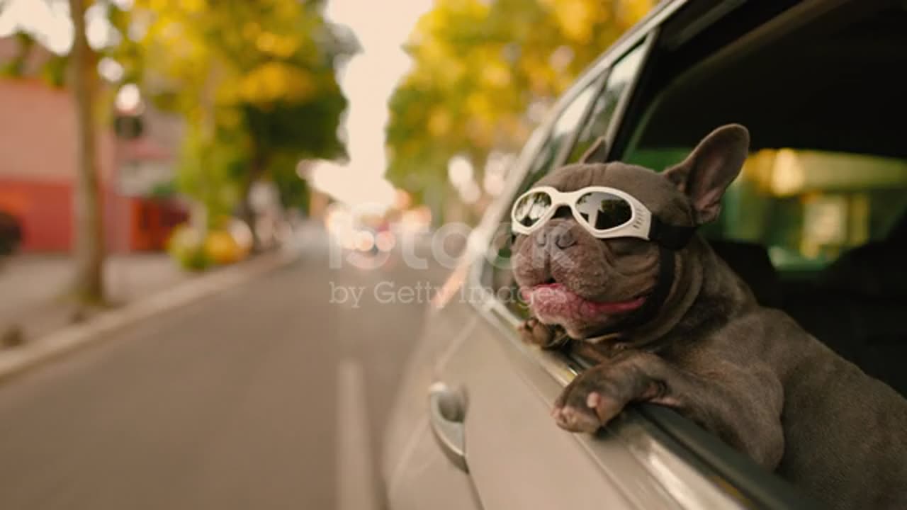 ranch bulldog with sunglasses at the car window stock video