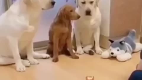 Dog funny video