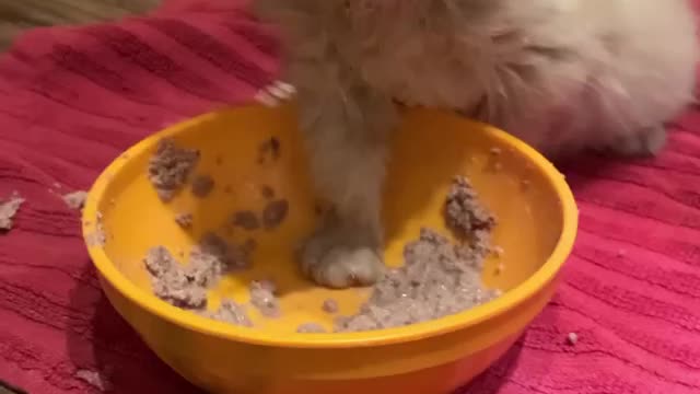 The cat ate funny