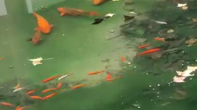 There are many green algae beside the goldfish