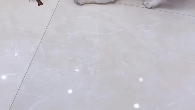 French bulldog is confused