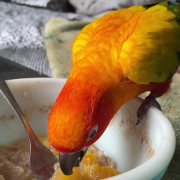 Slow motion of parrot eating