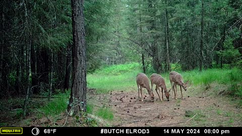 Deer Feeding