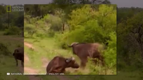 100 Craziest Animal Fights of All Time 2022.