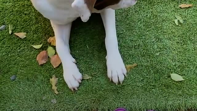 Stray Dog Too Scared To Come Inside The House