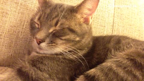 Calico cat sits on couch and snores while sleeping