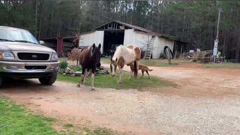 Chaos on the farm when someone leaves the gate open.