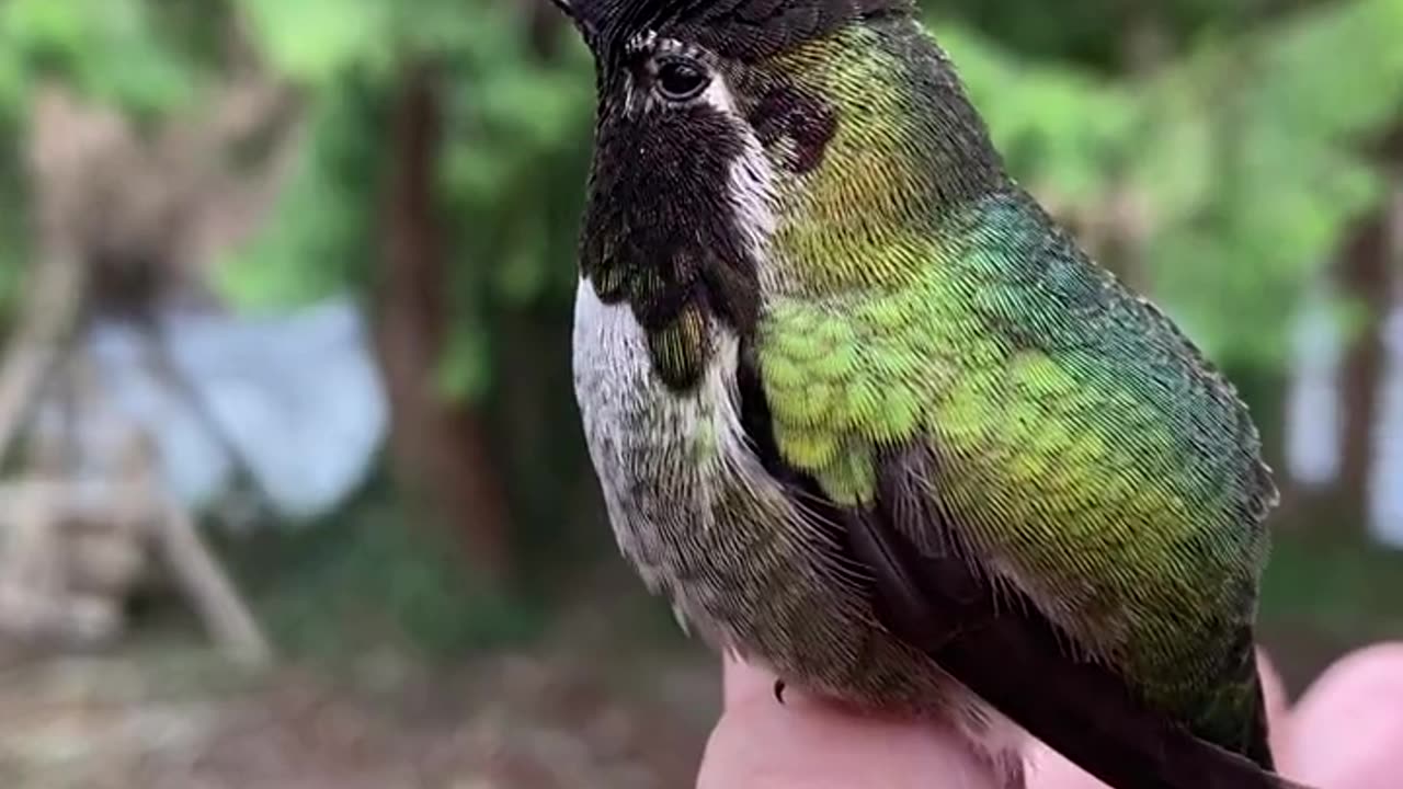 Beautiful Amazing Bird