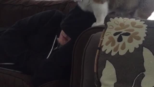 Corgi puppy climbs on owner sleeping on couch