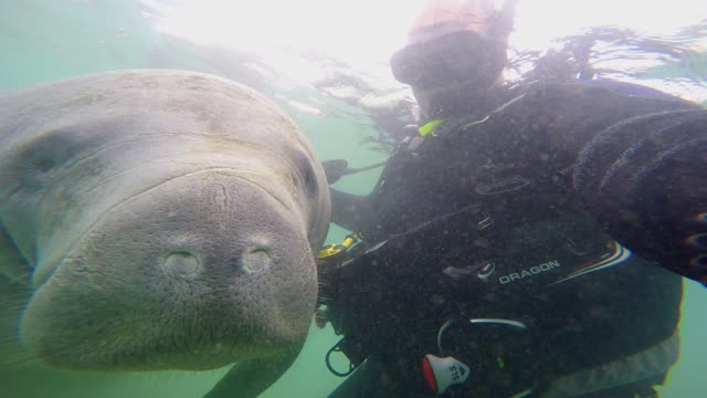 When Manatees Attack!