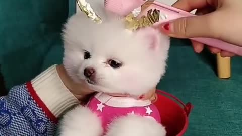 Funny and cute dog 🥰