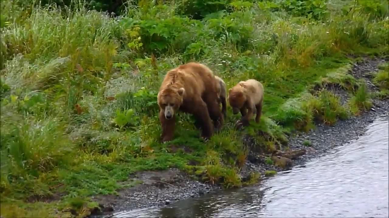 Kodiak brown bears hunting and playing at a wildlife refuge in Alaska