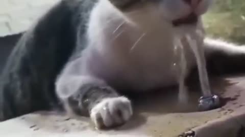 Cat and water in fight funny video clip