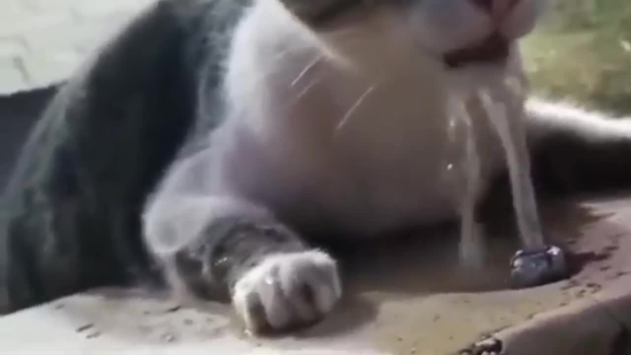 Cat and water in fight funny video clip