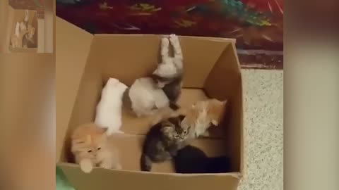 A bunch of cute cats