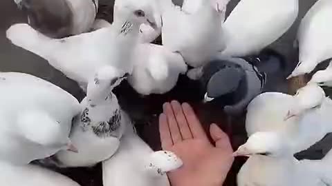 Dogs and cats funny video