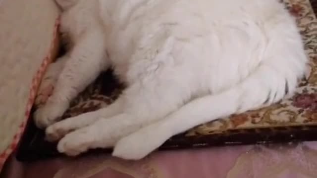 The day when the cat came to the house