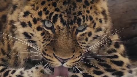 Leopard