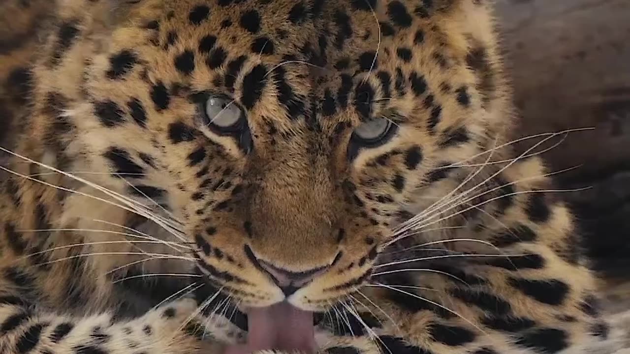 Leopard