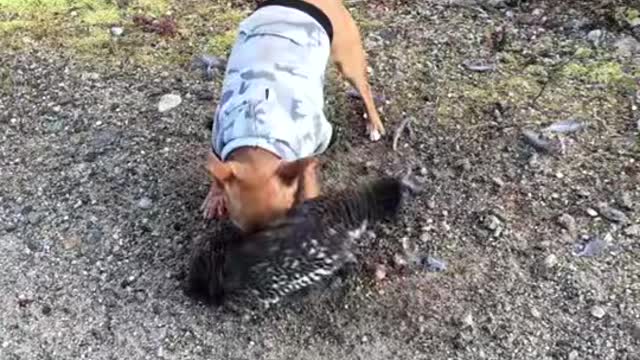 Heartless dog killing turkey