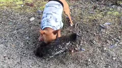 Heartless dog killing turkey