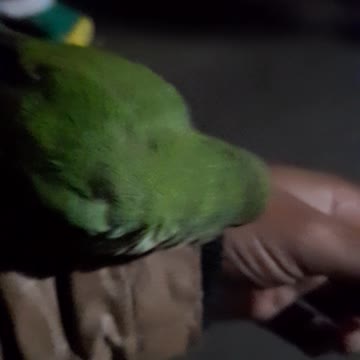 Funny video my little tuni