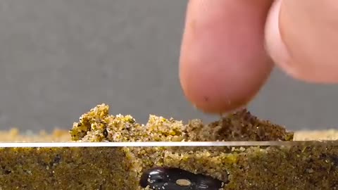 Amazing Bean Germination timelapse