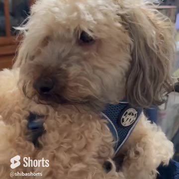 Dog Has Crazy Long Legs