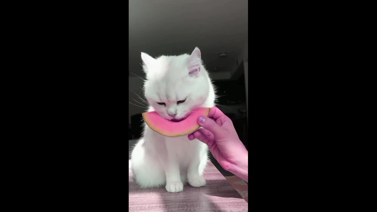 🐈 EATING MELON 🍈CAT TRANING VIDEO 😺