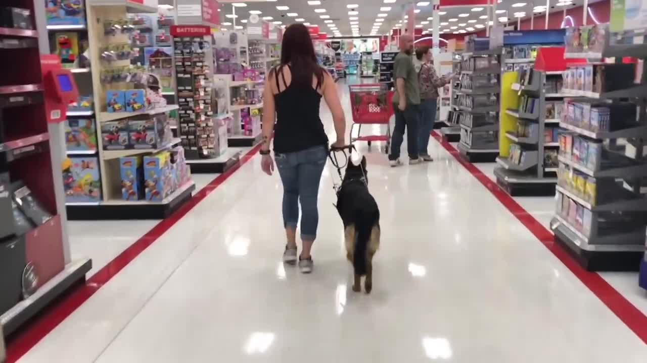 Service Dog Training! Service Dog Board and Train Prep!