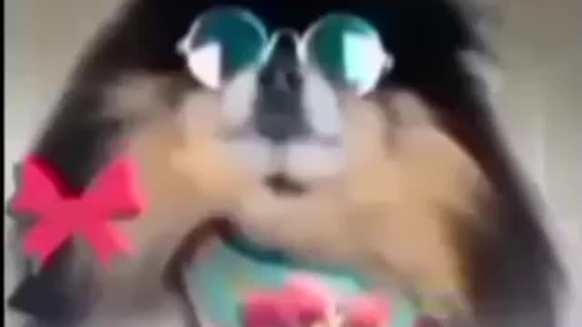 Super Funny Dog Video #Shorts