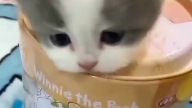 ,,🥰🥰🥰😻cute cat video🥰🥰 more video click the link ( https://rumble.com/register/F1f2/ )