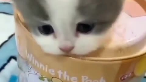 ,,🥰🥰🥰😻cute cat video🥰🥰 more video click the link ( https://rumble.com/register/F1f2/ )