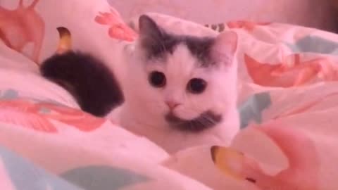 kitten in bed