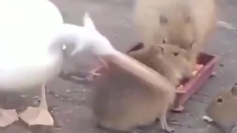 Pelican Tries To Eat Capybara