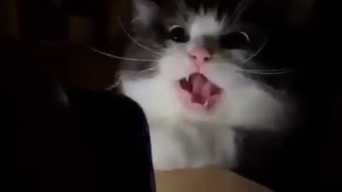 😂🤣😂😂🤣😂 Cute cat funny video!😂🤣😂😂🤣😂