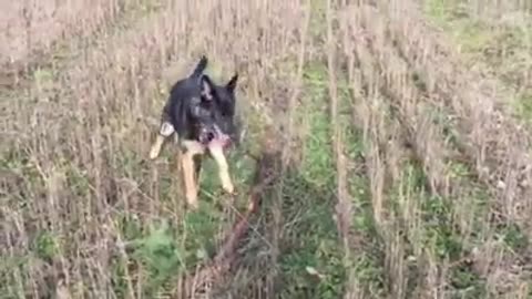 More Fiona and her sticks