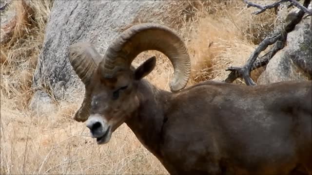 Pusch Ridge Bighorn Sheep