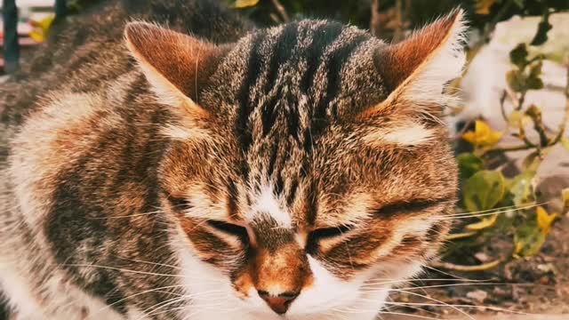 Amazing cute 🐱 video
