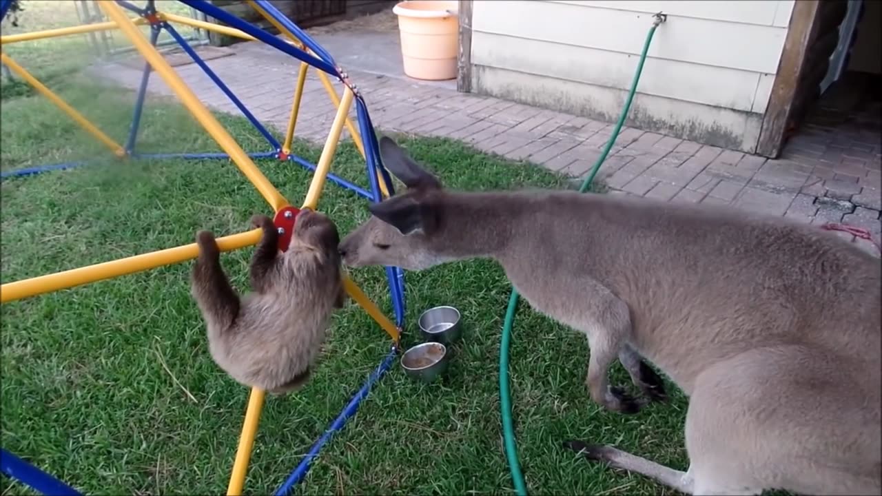 Funny Animals | Baby Sloths Learning to be Sloths