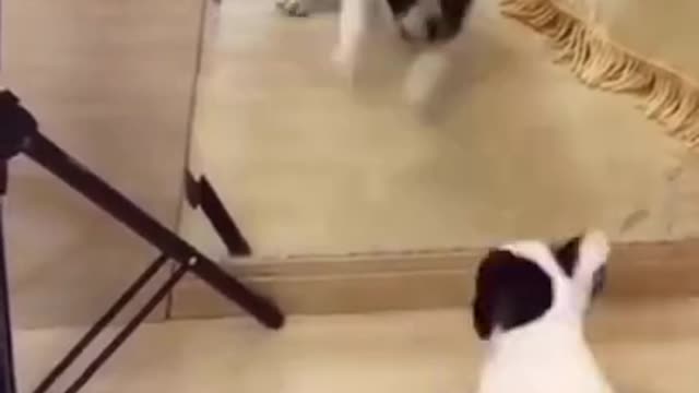 FUNNY #DOGS