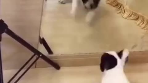 FUNNY #DOGS