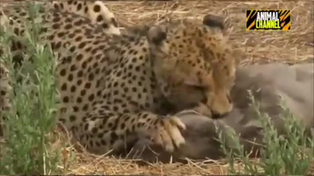 Athletic Cheetah Hunts a Massive Warthog in Masai Mara Reserve