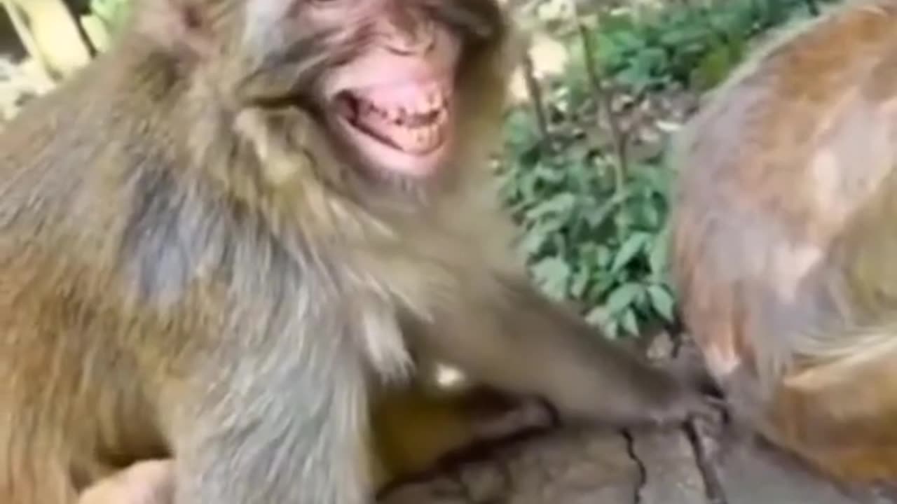 Funny crazy animal 😂🤣