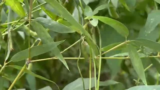 These grasses have long leaves