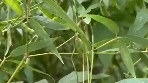 These grasses have long leaves